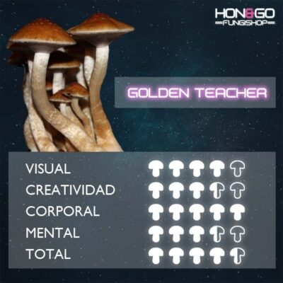 hongo psilocybe cubensis golden teacher