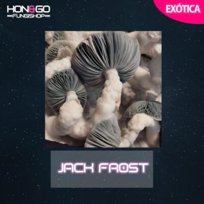 hongo psilocibe cubensis jack frost