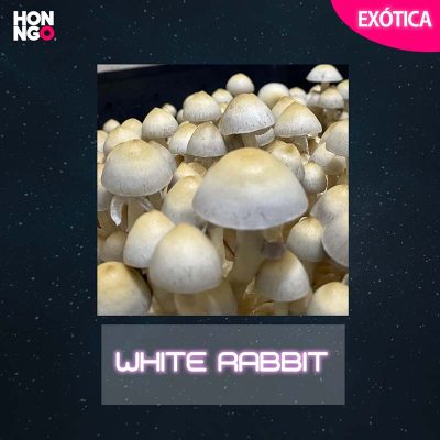 White Rabbit cubensis